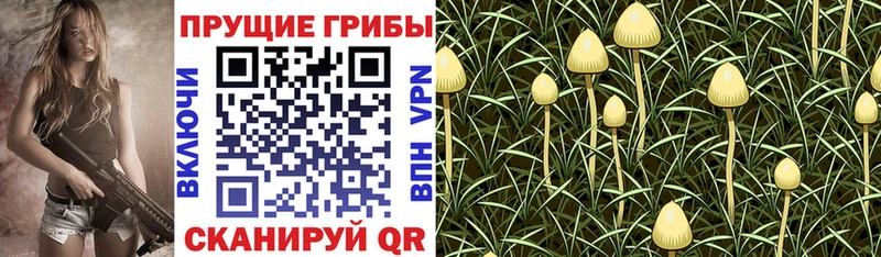Псилоцибиновые грибы Psilocybe Заречный